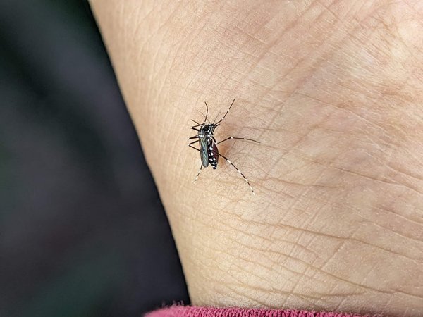 Comment se débarrasser des moustiques ?