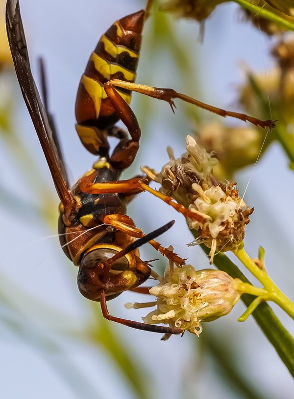 Les meilleures techniques pour éliminer les frelons asiatiques