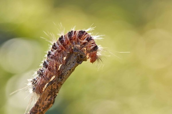Critères de choix d'une entreprise pour exterminer les chenilles processionnaires de chêne