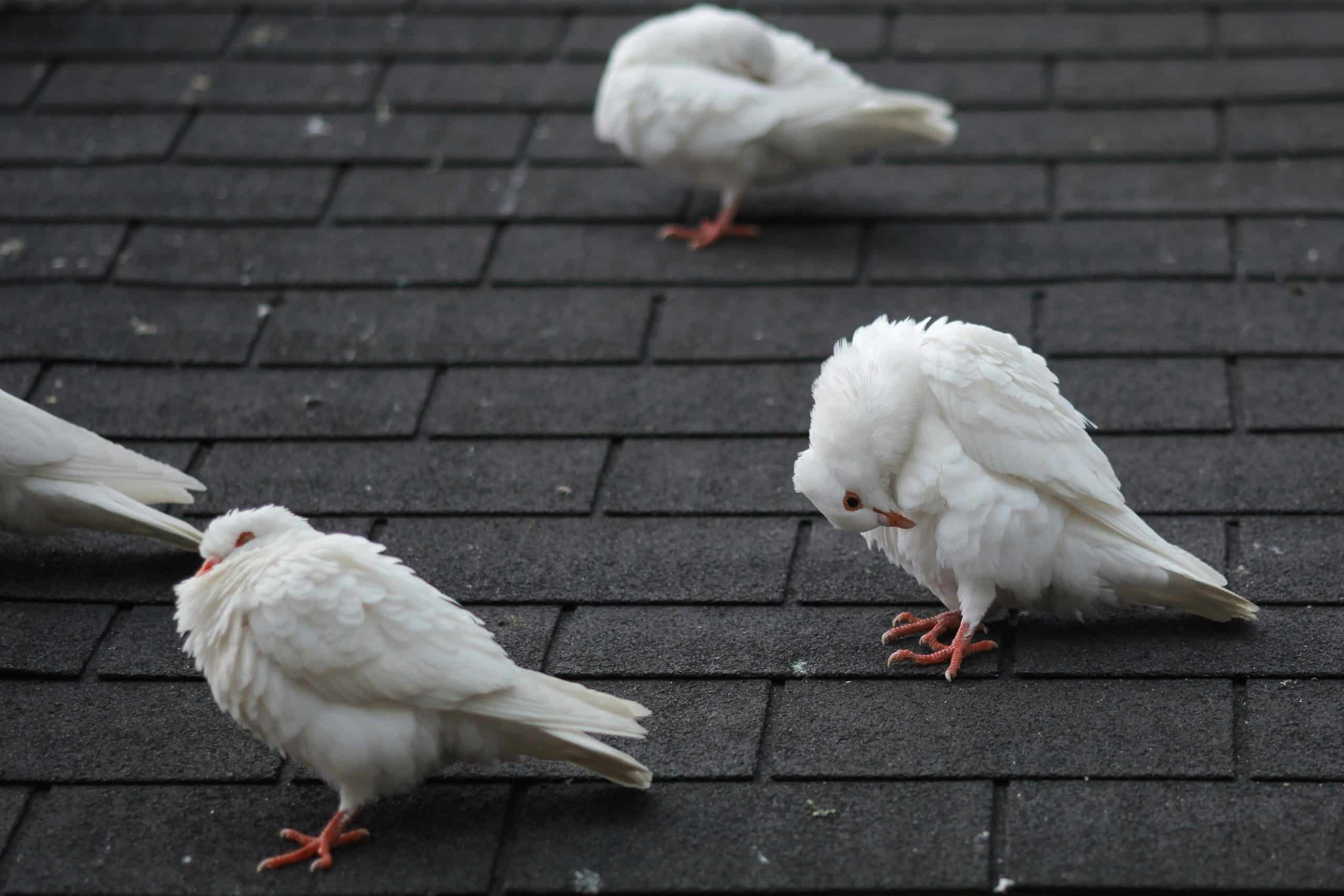 Le pic anti-pigeon : quel est son fonctionnement, ses avantages et inconvénients ?